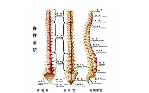 脊柱的壓迫產生及護理措施