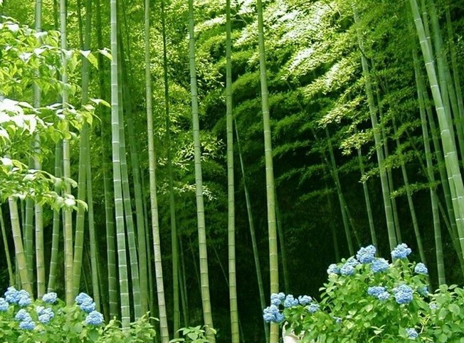 林業(yè)科技發(fā)展新應(yīng)用措施