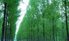 園林學(xué)論文正確認(rèn)識(shí)楊樹(shù)林的種植管理新應(yīng)用措施及意義