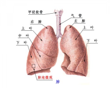 慢性支氣管炎的治療及臨床護理應用