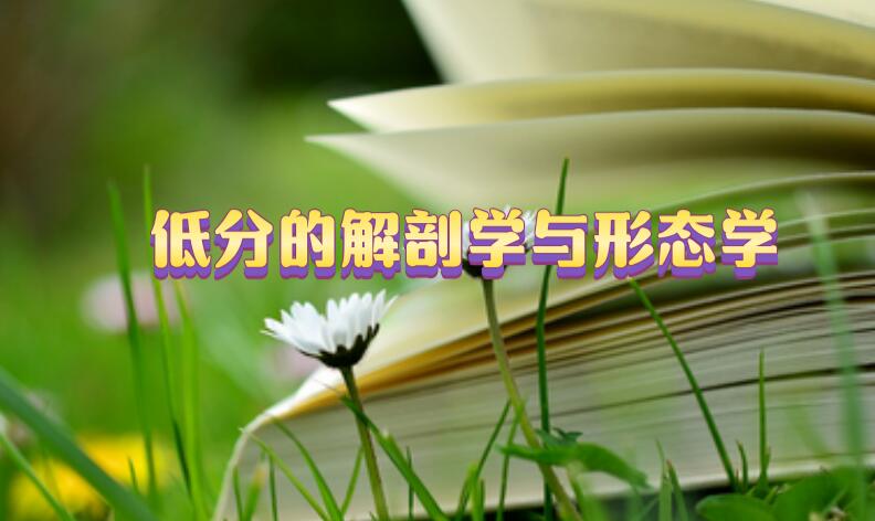 低分解剖學sci期刊