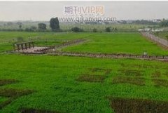 加強林業資源管理，推進生態林業健康發展