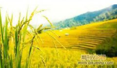 創(chuàng)新材料在園林景觀中的運(yùn)用
